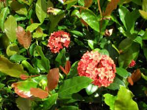 Ixora Prince of Orange