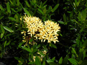 Ixora Sunshine flower