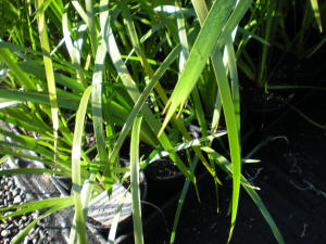 Lomandra hysterix