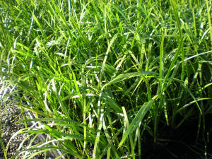 lomandra hystrix