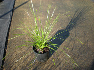 Lomandra Verday