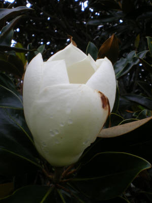 Magnolia Little Gem Bud