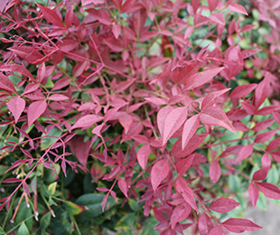 OBSESSION Nandina domestica 'SEIKA' PBR