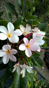Plumeria pudica pink