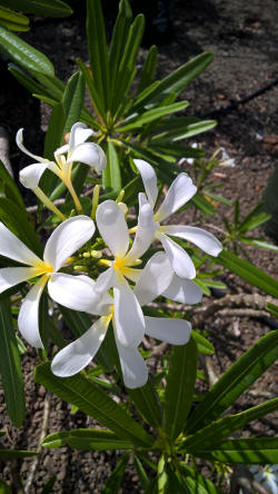 Plumeria sericifolia