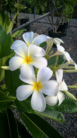 Plumeria obtusa