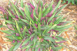 rhoeo spathacea