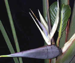 Strelitzia nicolai 