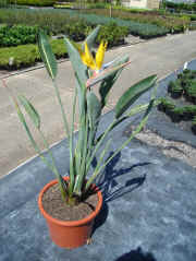 Strelitzia  Mandella