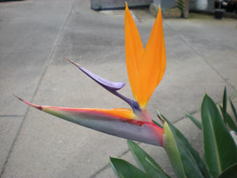 Strelitzia regina flower