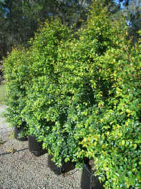 Syzygium australe    