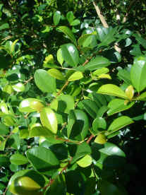 Syzygium australe    