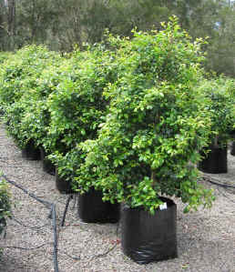 Syzygium australe Aussie Southern