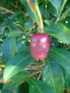 Syzygium australe Elite berry