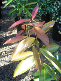 Syzygium jambos