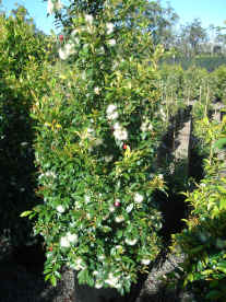 Syzygium australe Narrowleaf