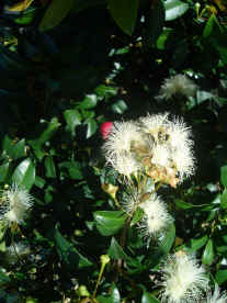Syzygium australe Narrowleaf