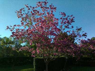 Tabebuia palmerii