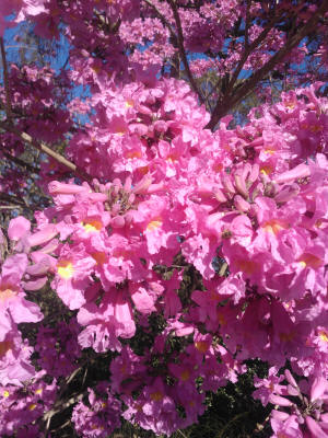 Tabebuia palmerii flower