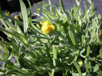 Helichrysum