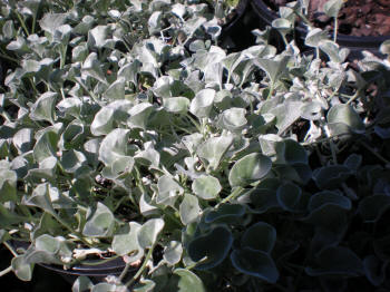 Dichondra