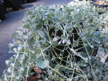 Dichondra Silver falls