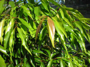 Waterhousea floribunda