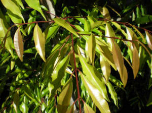 Waterhousea floribunda 