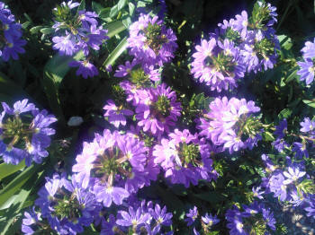 Scavoela purple fanfare flower
