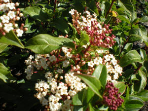 Viburnum tinus