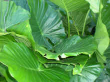 alocasia macrorrhiza