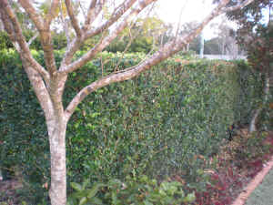 Murraya paniculata "Smart Choice" hedge