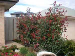 Photinia