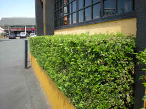 Murraya paniculata "Smart Choice"