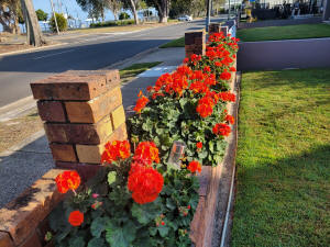 geranium dwarf