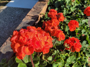 geranium dwarf orange