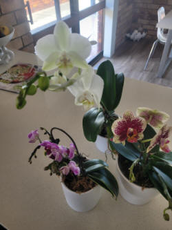 Dwarf Phalaenopsis 