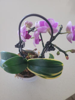 Varigated Dwarf Phalenopsis