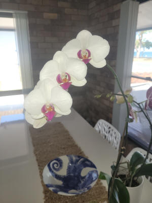 phalaenopsis orchid