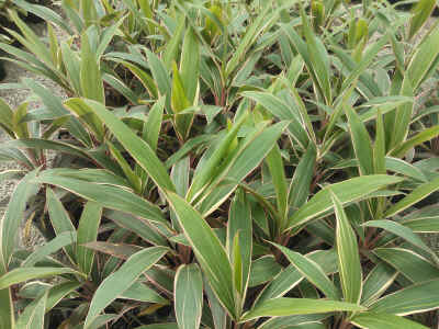 cordyline Pink Diamond