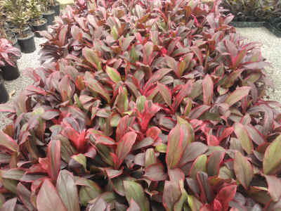 cordyline rubra